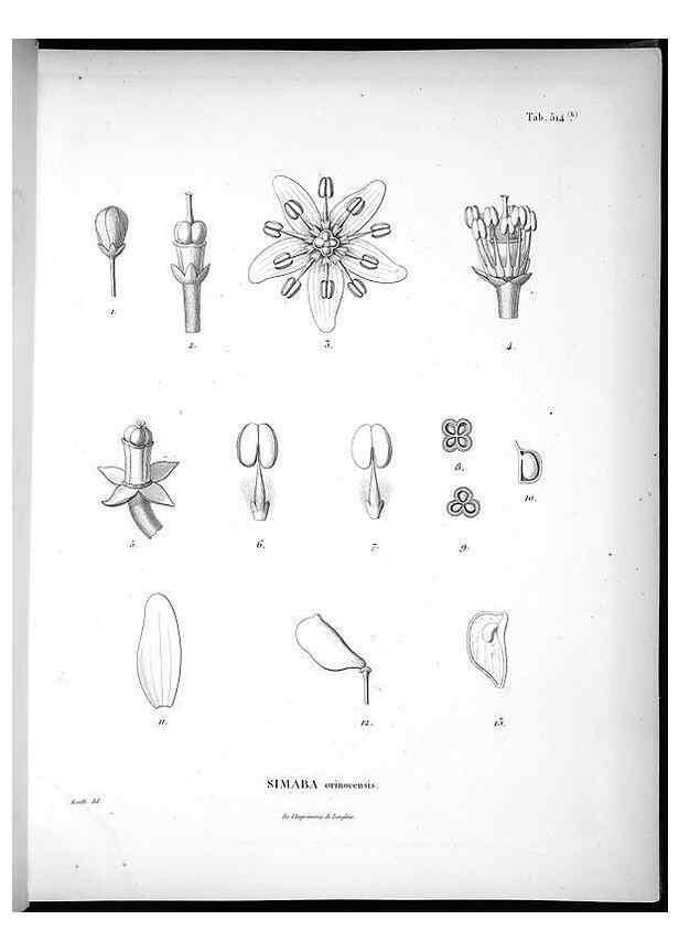 Reproducción/Reproduction 49556855672: Nova genera et species plantarum :. Antverpiae :Ex officina Christophori Plantini ...,1576.. 