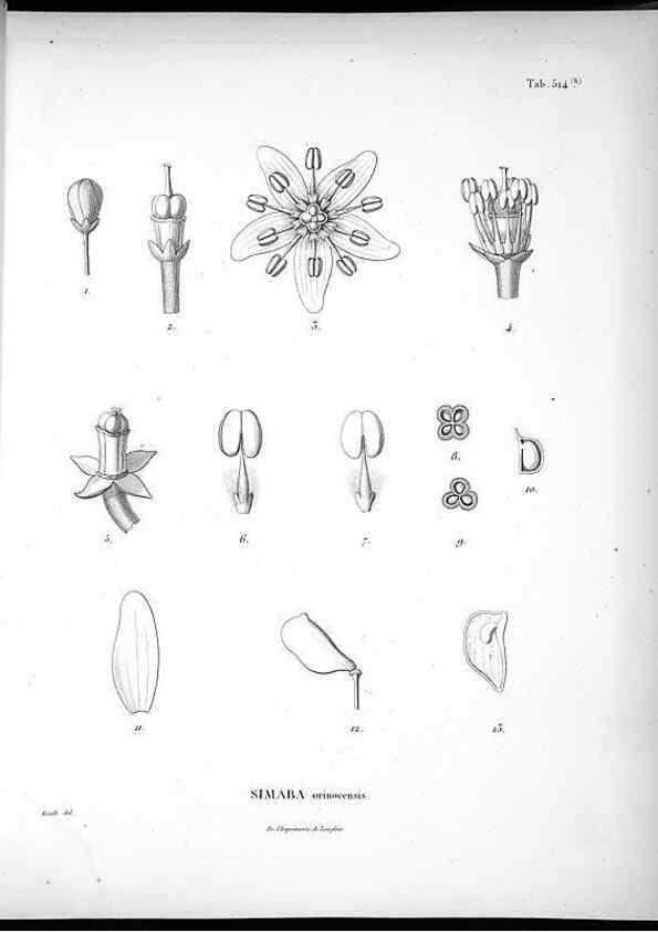 Reproducción/Reproduction 49556855672: Nova genera et species plantarum :. Antverpiae :Ex officina Christophori Plantini ...,1576.. 