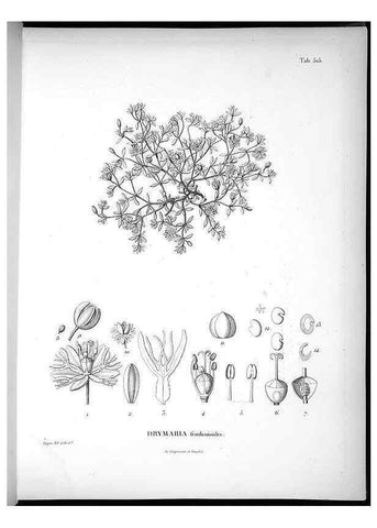 Reproducción/Reproduction 49556122023: Nova genera et species plantarum :. Antverpiae :Ex officina Christophori Plantini ...,1576.. 