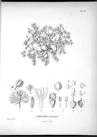 Reproducción/Reproduction 49556122023: Nova genera et species plantarum :. Antverpiae :Ex officina Christophori Plantini ...,1576.. 