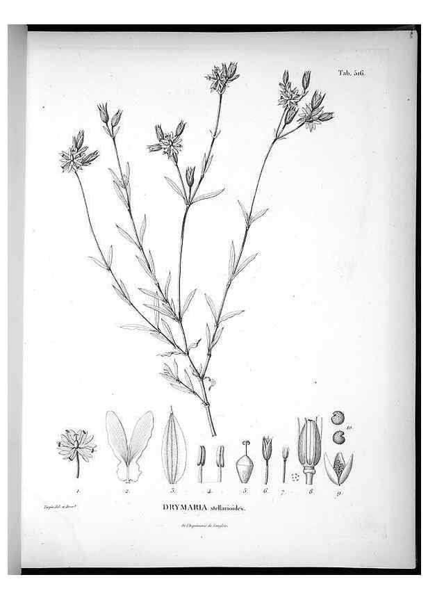 Reproducción/Reproduction 49556856002: Nova genera et species plantarum :. Antverpiae :Ex officina Christophori Plantini ...,1576.. 
