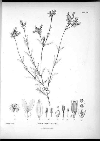 Reproducción/Reproduction 49556856002: Nova genera et species plantarum :. Antverpiae :Ex officina Christophori Plantini ...,1576.. 