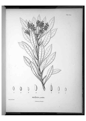 Reproducción/Reproduction 49556828992: Nova genera et species plantarum :. Antverpiae :Ex officina Christophori Plantini ...,1576.. 
