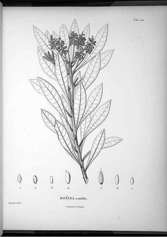 Reproducción/Reproduction 49556828992: Nova genera et species plantarum :. Antverpiae :Ex officina Christophori Plantini ...,1576.. 