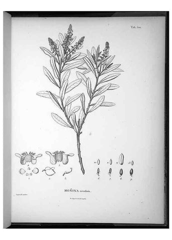 Reproducción/Reproduction 49556828787: Nova genera et species plantarum :. Antverpiae :Ex officina Christophori Plantini ...,1576.. 