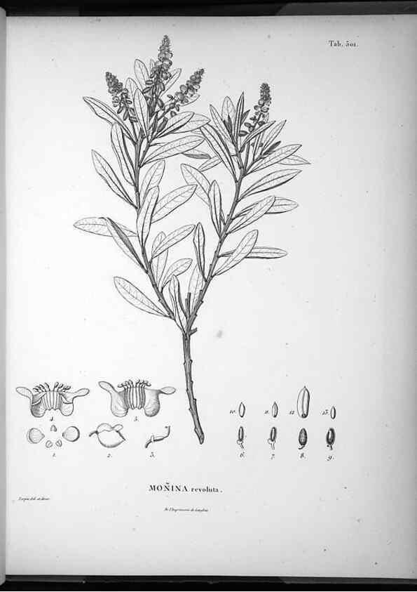 Reproducción/Reproduction 49556828787: Nova genera et species plantarum :. Antverpiae :Ex officina Christophori Plantini ...,1576.. 