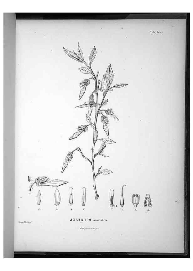 Reproducción/Reproduction 49556094688: Nova genera et species plantarum :. Antverpiae :Ex officina Christophori Plantini ...,1576.. 