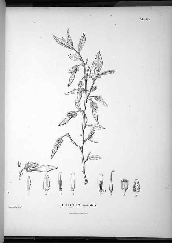 Reproducción/Reproduction 49556094688: Nova genera et species plantarum :. Antverpiae :Ex officina Christophori Plantini ...,1576.. 