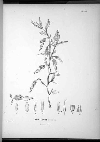 Reproducción/Reproduction 49556094688: Nova genera et species plantarum :. Antverpiae :Ex officina Christophori Plantini ...,1576.. 