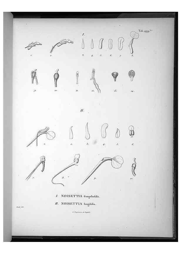 Reproducción/Reproduction 49556828452: Nova genera et species plantarum :. Antverpiae :Ex officina Christophori Plantini ...,1576.. 