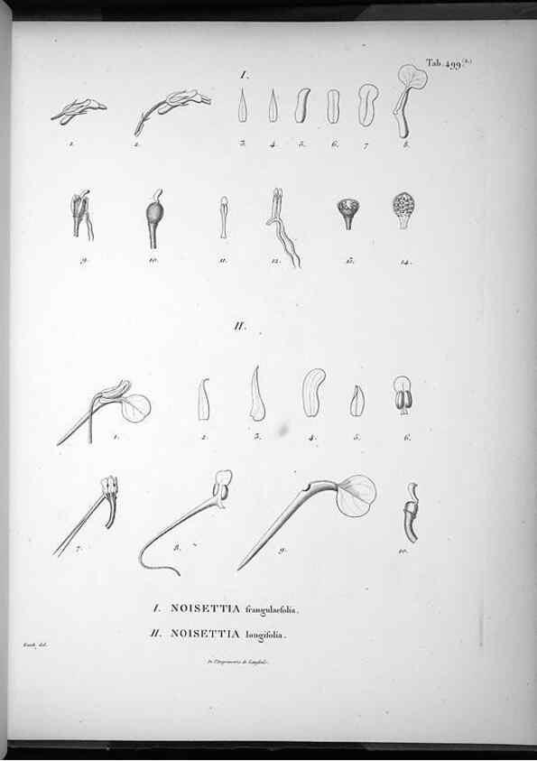 Reproducción/Reproduction 49556828452: Nova genera et species plantarum :. Antverpiae :Ex officina Christophori Plantini ...,1576.. 