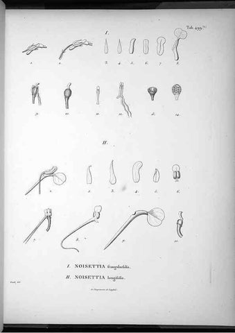 Reproducción/Reproduction 49556828452: Nova genera et species plantarum :. Antverpiae :Ex officina Christophori Plantini ...,1576.. 