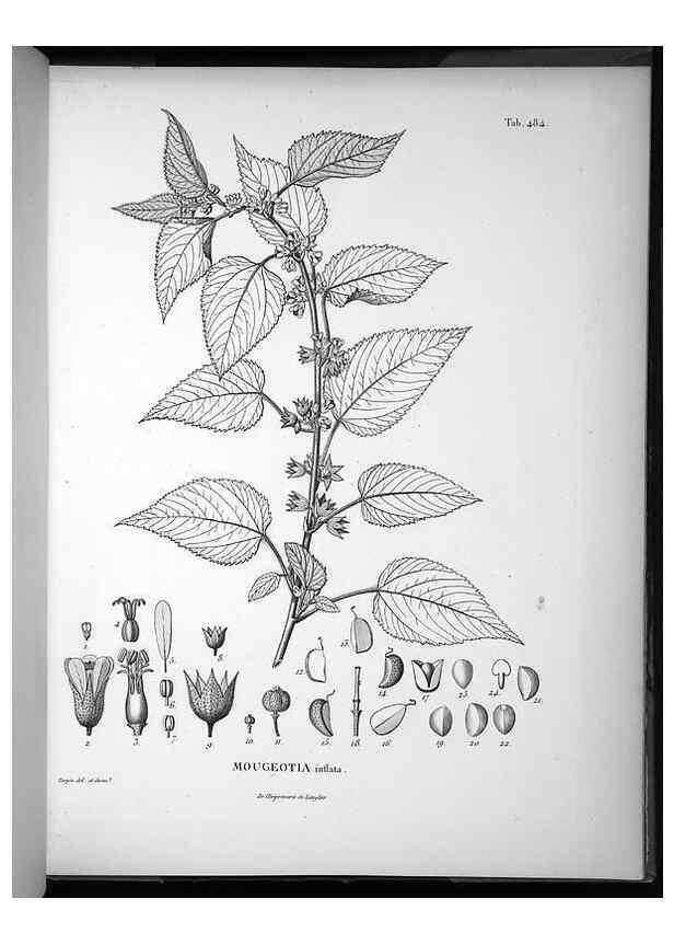 Reproducción/Reproduction 49556588416: Nova genera et species plantarum :. Antverpiae :Ex officina Christophori Plantini ...,1576.. 