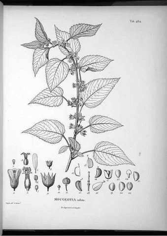 Reproducción/Reproduction 49556588416: Nova genera et species plantarum :. Antverpiae :Ex officina Christophori Plantini ...,1576.. 