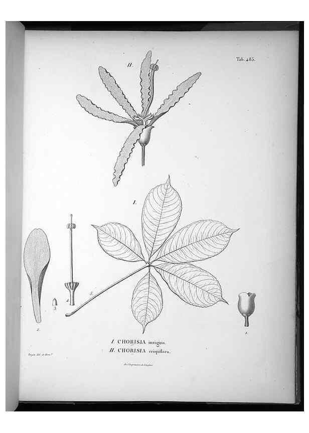 Reproducción/Reproduction 49556588596: Nova genera et species plantarum :. Antverpiae :Ex officina Christophori Plantini ...,1576.. 