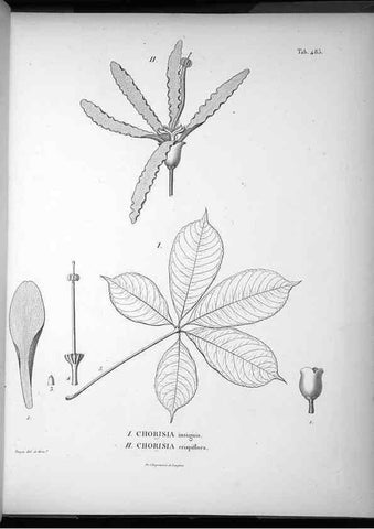 Reproducción/Reproduction 49556588596: Nova genera et species plantarum :. Antverpiae :Ex officina Christophori Plantini ...,1576.. 
