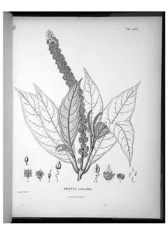 Reproducción/Reproduction 49556588781: Nova genera et species plantarum :. Antverpiae :Ex officina Christophori Plantini ...,1576.. 