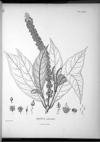 Reproducción/Reproduction 49556588781: Nova genera et species plantarum :. Antverpiae :Ex officina Christophori Plantini ...,1576.. 