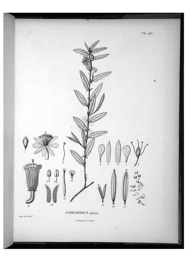 Reproducción/Reproduction 49556825847: Nova genera et species plantarum :. Antverpiae :Ex officina Christophori Plantini ...,1576.. 