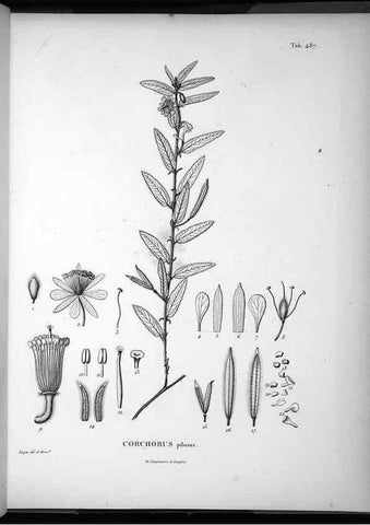 Reproducción/Reproduction 49556825847: Nova genera et species plantarum :. Antverpiae :Ex officina Christophori Plantini ...,1576.. 