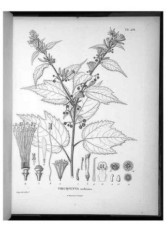 Reproducción/Reproduction 49556092018: Nova genera et species plantarum :. Antverpiae :Ex officina Christophori Plantini ...,1576.. 
