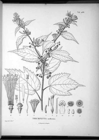 Reproducción/Reproduction 49556092018: Nova genera et species plantarum :. Antverpiae :Ex officina Christophori Plantini ...,1576.. 