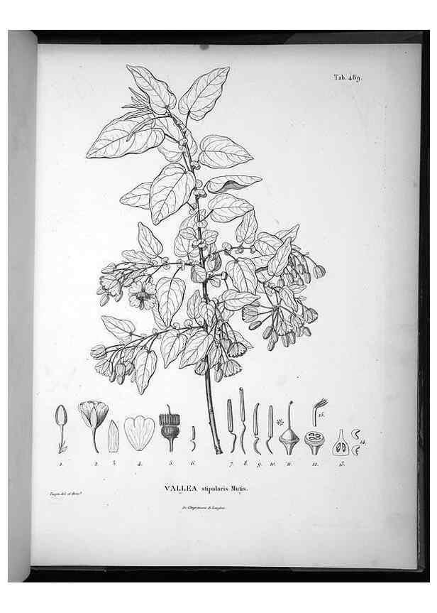 Reproducción/Reproduction 49556826367: Nova genera et species plantarum :. Antverpiae :Ex officina Christophori Plantini ...,1576.. 