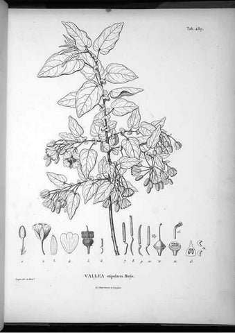 Reproducción/Reproduction 49556826367: Nova genera et species plantarum :. Antverpiae :Ex officina Christophori Plantini ...,1576.. 