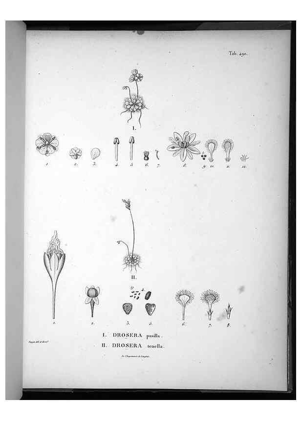 Reproducción/Reproduction 49556092563: Nova genera et species plantarum :. Antverpiae :Ex officina Christophori Plantini ...,1576.. 