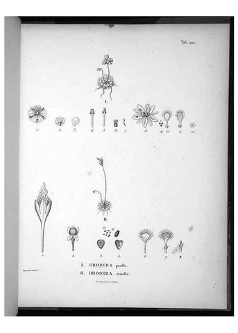 Reproducción/Reproduction 49556092563: Nova genera et species plantarum :. Antverpiae :Ex officina Christophori Plantini ...,1576.. 