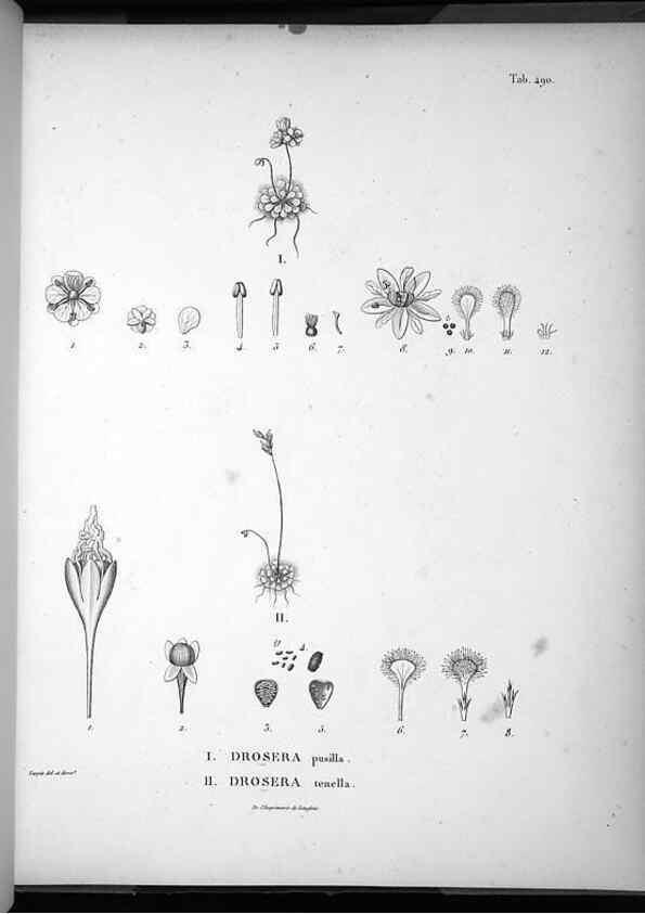 Reproducción/Reproduction 49556092563: Nova genera et species plantarum :. Antverpiae :Ex officina Christophori Plantini ...,1576.. 