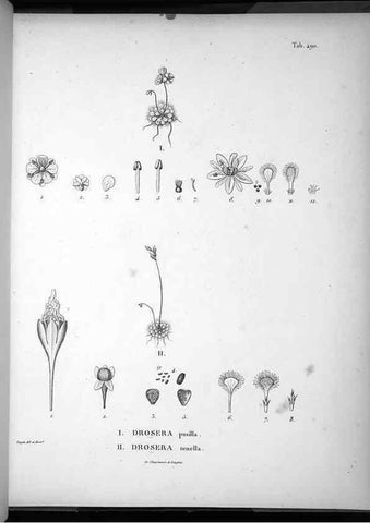Reproducción/Reproduction 49556092563: Nova genera et species plantarum :. Antverpiae :Ex officina Christophori Plantini ...,1576.. 