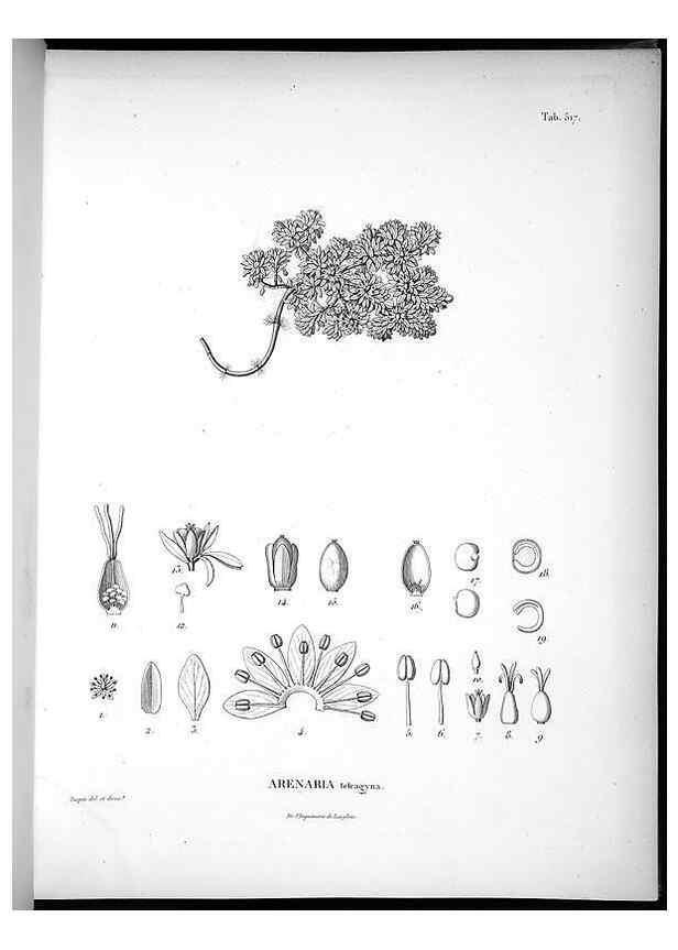 Reproducción/Reproduction 49556122423: Nova genera et species plantarum :. Antverpiae :Ex officina Christophori Plantini ...,1576.. 