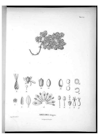 Reproducción/Reproduction 49556122423: Nova genera et species plantarum :. Antverpiae :Ex officina Christophori Plantini ...,1576.. 