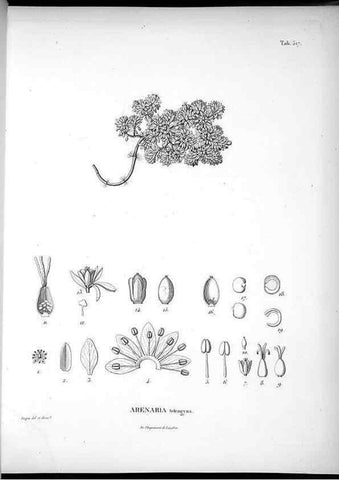 Reproducción/Reproduction 49556122423: Nova genera et species plantarum :. Antverpiae :Ex officina Christophori Plantini ...,1576.. 