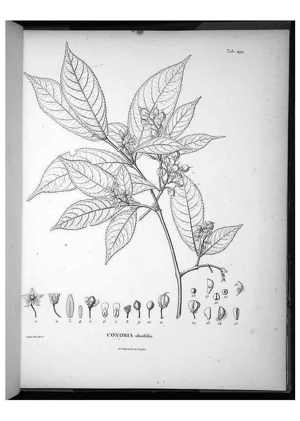 Reproducción/Reproduction 49556826737: Nova genera et species plantarum :. Antverpiae :Ex officina Christophori Plantini ...,1576.. 