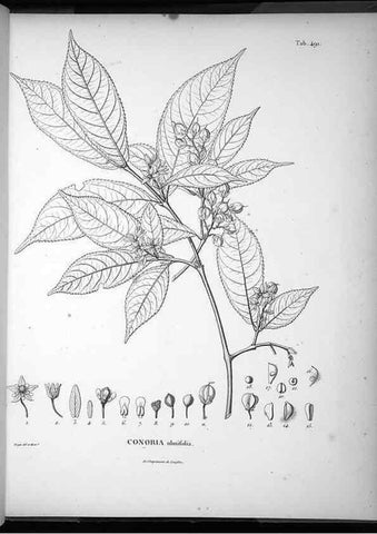 Reproducción/Reproduction 49556826737: Nova genera et species plantarum :. Antverpiae :Ex officina Christophori Plantini ...,1576.. 