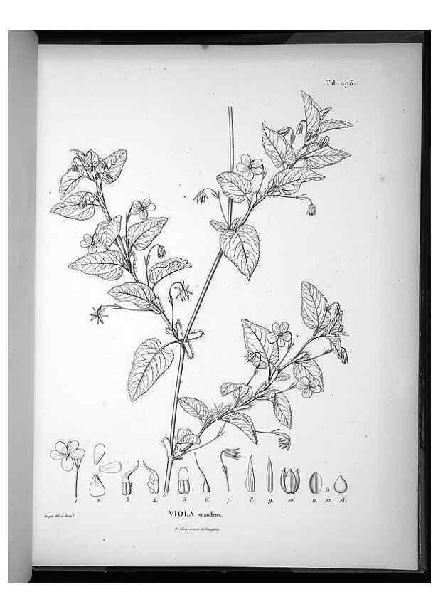 Reproducción/Reproduction 49556093288: Nova genera et species plantarum :. Antverpiae :Ex officina Christophori Plantini ...,1576.. 