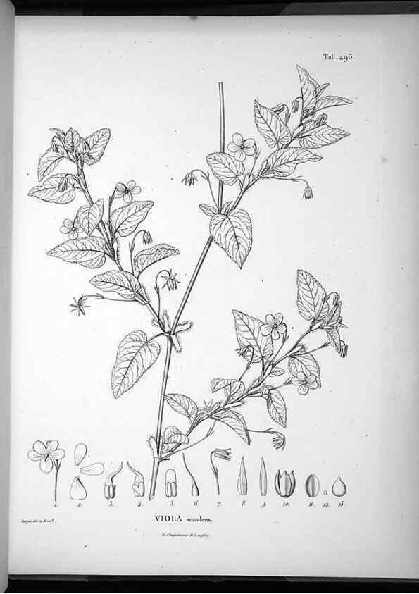 Reproducción/Reproduction 49556093288: Nova genera et species plantarum :. Antverpiae :Ex officina Christophori Plantini ...,1576.. 