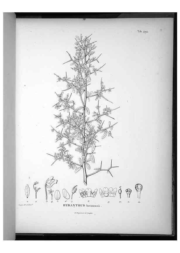 Reproducción/Reproduction 49556590426: Nova genera et species plantarum :. Antverpiae :Ex officina Christophori Plantini ...,1576.. 