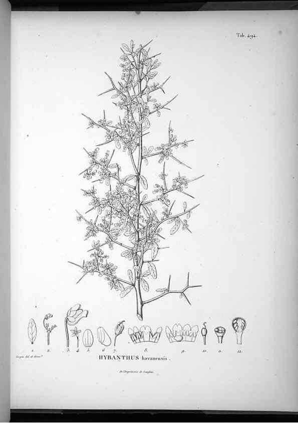 Reproducción/Reproduction 49556590426: Nova genera et species plantarum :. Antverpiae :Ex officina Christophori Plantini ...,1576.. 