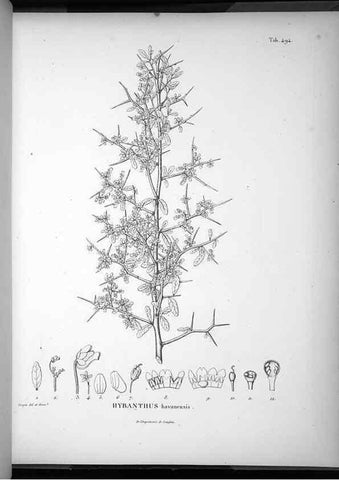 Reproducción/Reproduction 49556590426: Nova genera et species plantarum :. Antverpiae :Ex officina Christophori Plantini ...,1576.. 