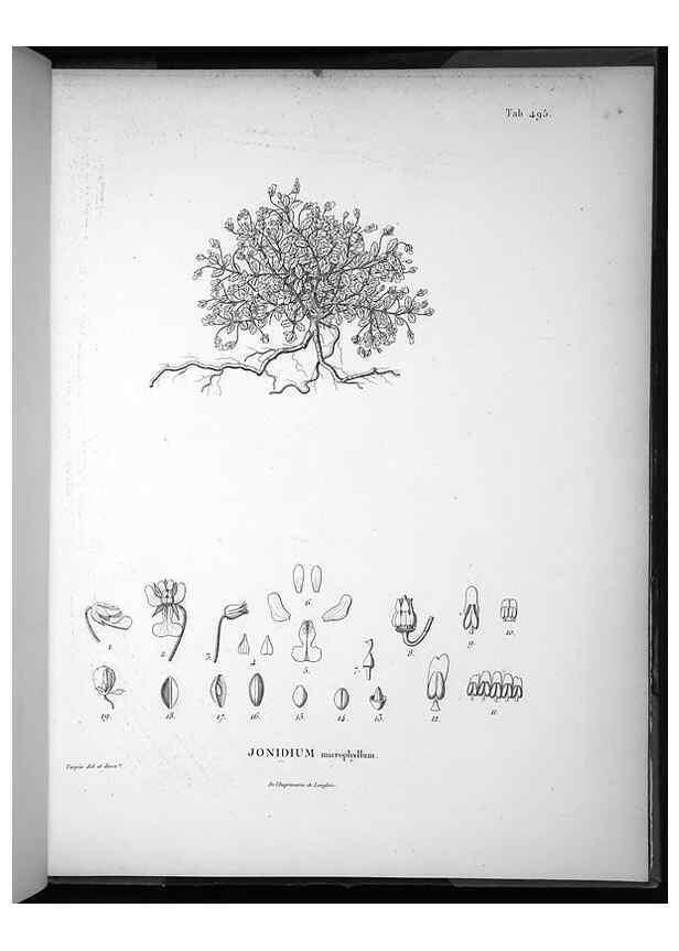 Reproducción/Reproduction 49556827617: Nova genera et species plantarum :. Antverpiae :Ex officina Christophori Plantini ...,1576.. 