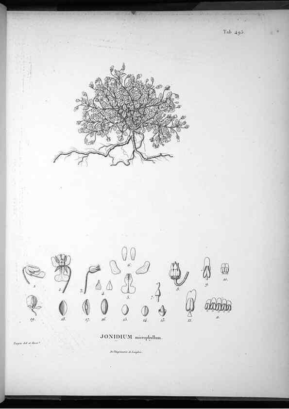 Reproducción/Reproduction 49556827617: Nova genera et species plantarum :. Antverpiae :Ex officina Christophori Plantini ...,1576.. 