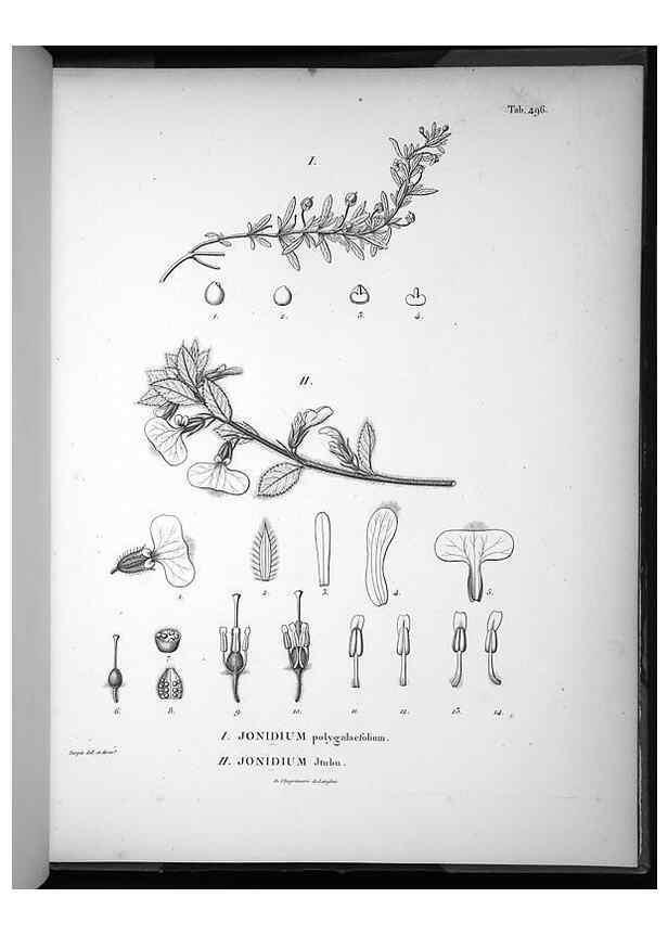 Reproducción/Reproduction 49556590831: Nova genera et species plantarum :. Antverpiae :Ex officina Christophori Plantini ...,1576.. 