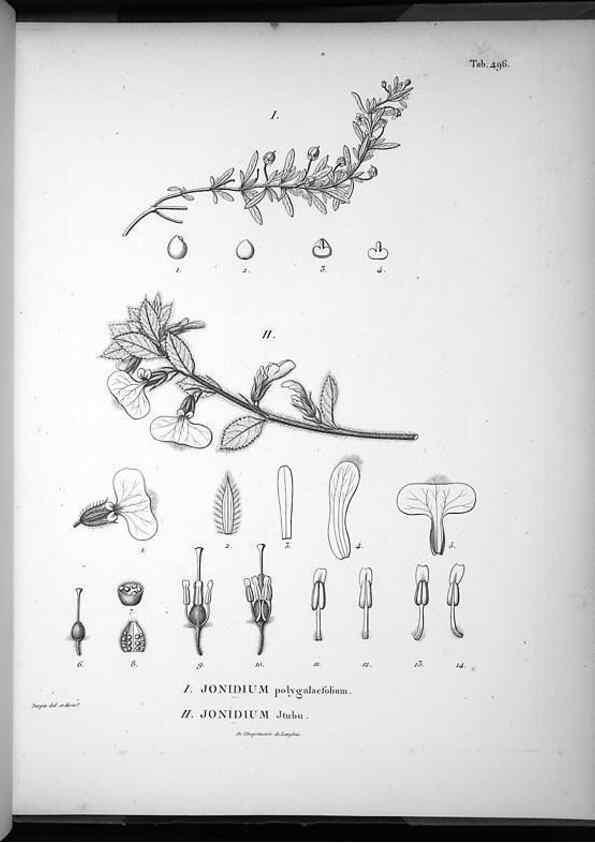 Reproducción/Reproduction 49556590831: Nova genera et species plantarum :. Antverpiae :Ex officina Christophori Plantini ...,1576.. 