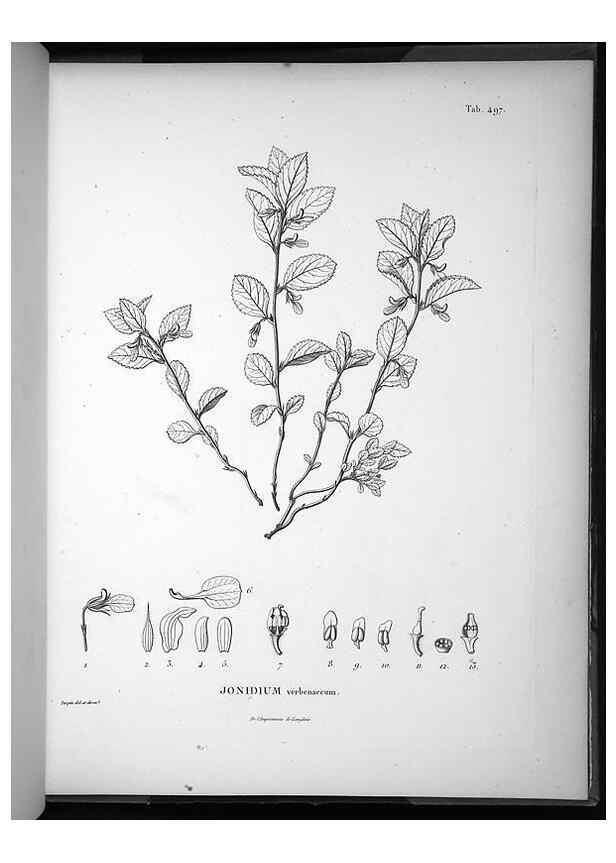 Reproducción/Reproduction 49556591021: Nova genera et species plantarum :. Antverpiae :Ex officina Christophori Plantini ...,1576.. 