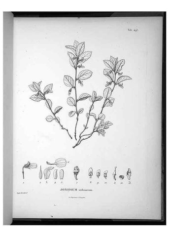 Reproducción/Reproduction 49556591021: Nova genera et species plantarum :. Antverpiae :Ex officina Christophori Plantini ...,1576.. 