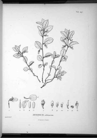 Reproducción/Reproduction 49556591021: Nova genera et species plantarum :. Antverpiae :Ex officina Christophori Plantini ...,1576.. 