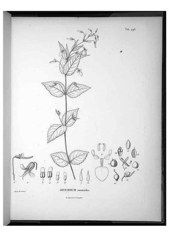 Reproducción/Reproduction 49556094138: Nova genera et species plantarum :. Antverpiae :Ex officina Christophori Plantini ...,1576.. 